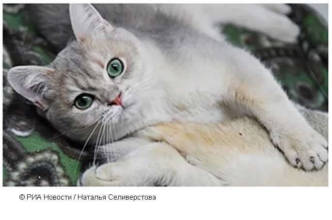 Эксперт рассказала о попытках снизить аллергенные свойства у кошек