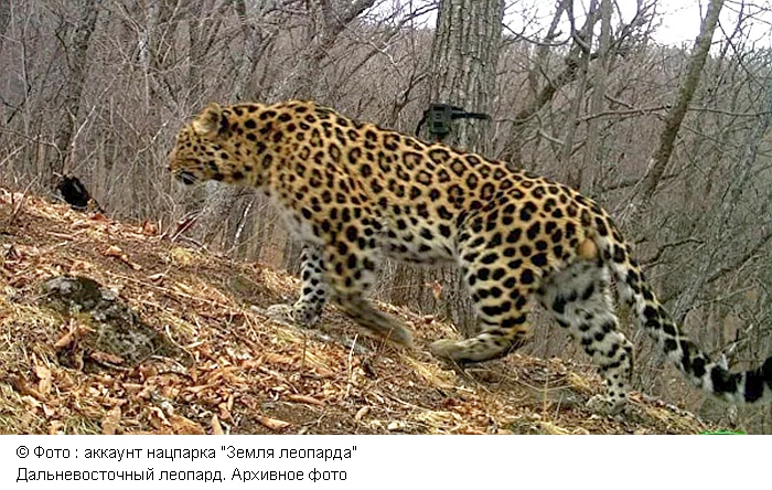 Люди не замечают эпохи вымирания животных из-за его скорости, заявил ученый