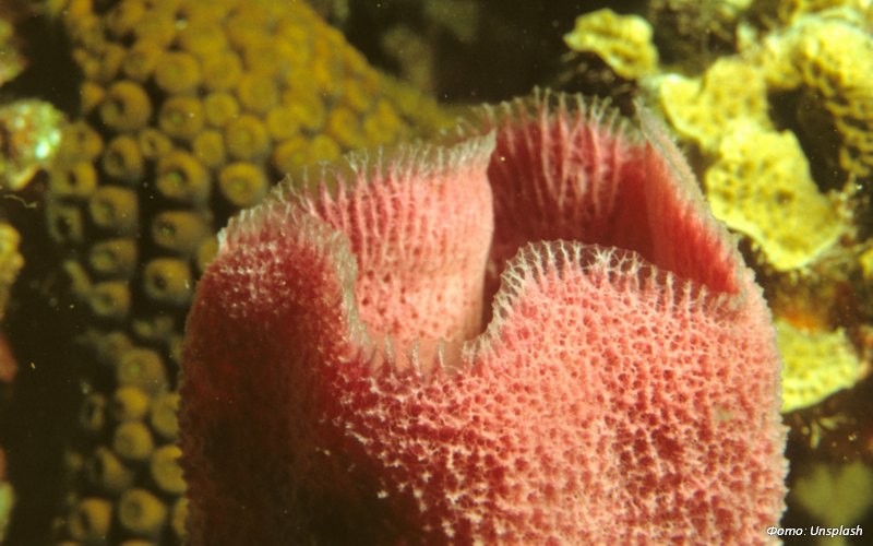 Ученые ДВФУ испытали природное соединение из морской губки против рака