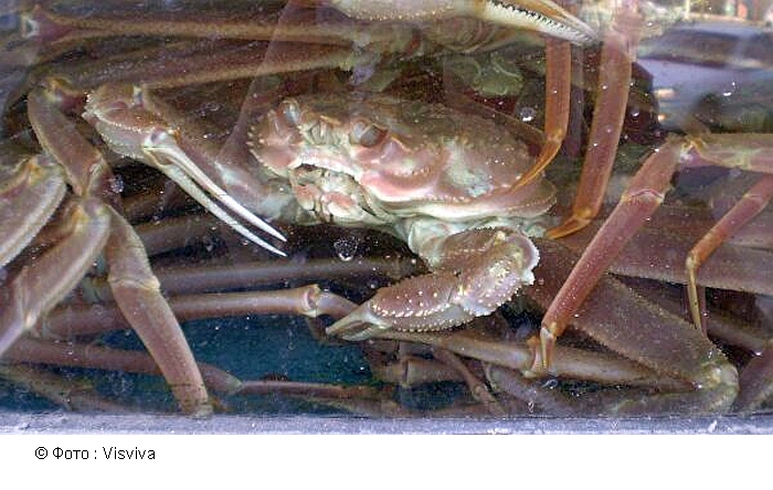 Эксперт объяснил, как теплолюбивый краб оказался в холодном Карском море