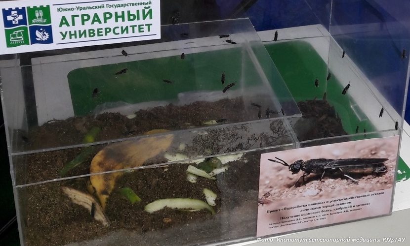 Котлеты из мух? Можно ли насекомых сделать продуктом питания