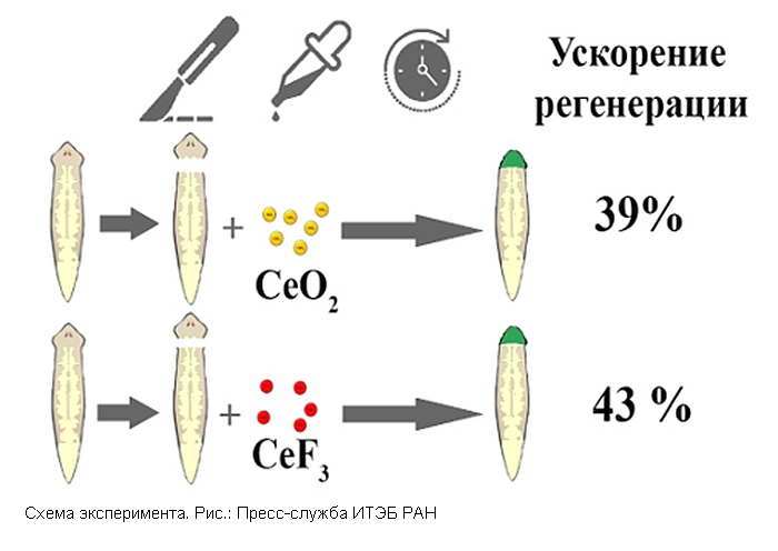 Учёные ускорили регенерацию плоских червей при помощи наночастиц