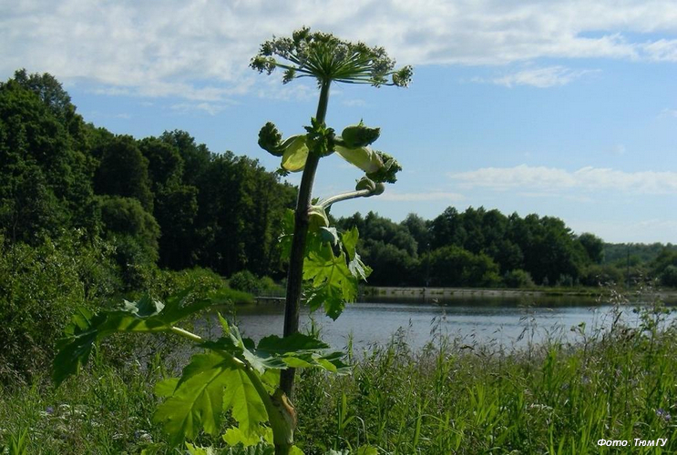 Ученые X-BIO ТюмГУ об опасных инвазионных растениях на территории Тюменской области