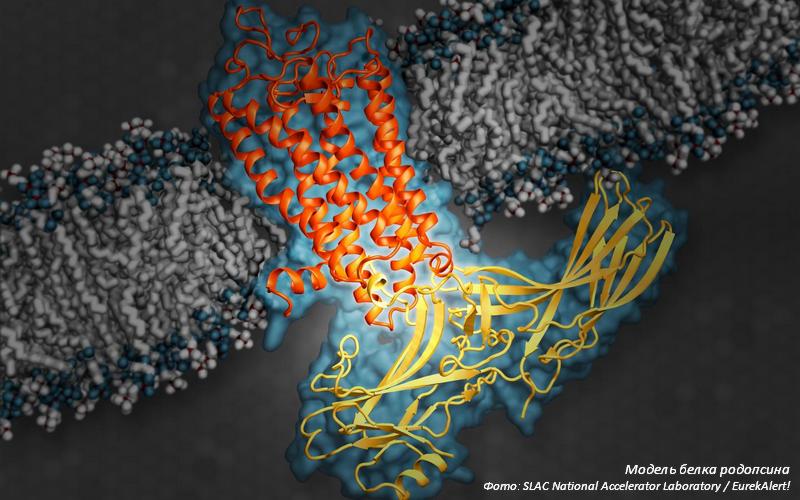 Раскрыт механизм переноса натрия через мембранную стенку под воздействием света