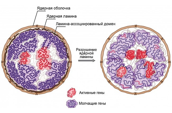Учёные МГУ лишили геном плодовой мушки каркаса и посмотрели, что с ним стало