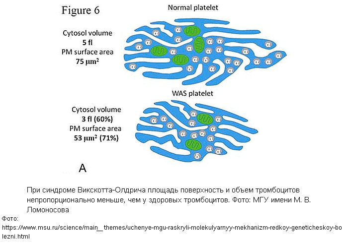 Учёные МГУ раскрыли молекулярный механизм редкой генетической болезни