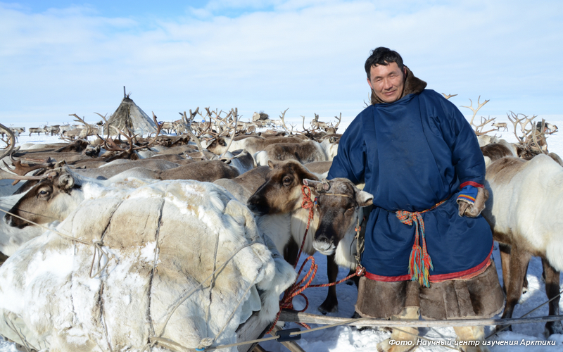 Вывод учёных: в среде оленеводов сформировался полноценный малый бизнес