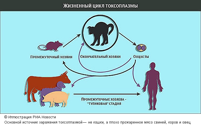 Ученые выяснили, почему в ДТП попадают одни и те же люди
